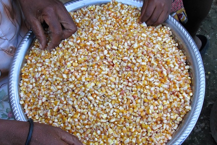 Corn kernels in a bowl